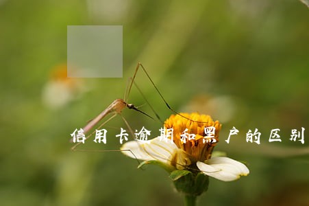 信用卡逾期和黑户的区别 信用卡逾期和黑户的区别