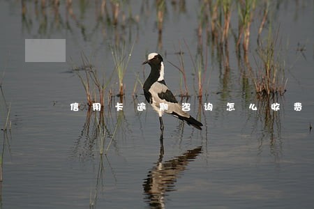 信用卡逾期咨询怎么收费