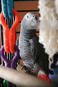 信用卡逾期哪个网贷平台借钱容易 信用卡逾期哪个网贷平台借钱容易