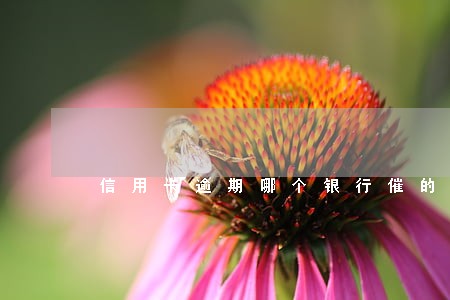 信用卡逾期哪个银行催的厉害 信用卡逾期哪个银行催的厉害