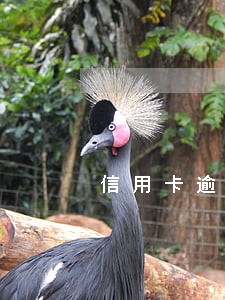 信用卡逾期哪家银行最人性化 信用卡逾期哪家银行最人性化