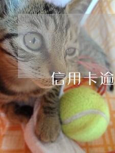 信用卡逾期哪家银行最难协商 信用卡逾期哪家银行最难协商