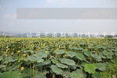 信用卡逾期哪种情况坐牢 信用卡逾期哪种情况坐牢
