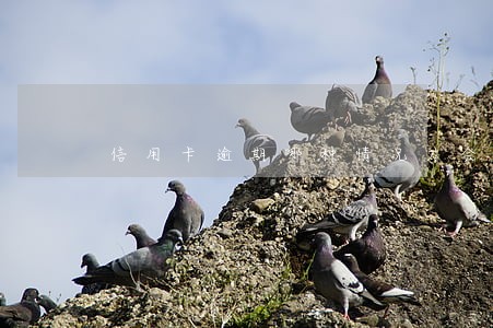 信用卡逾期哪种情况才会坐牢 信用卡逾期哪种情况才会坐牢