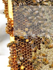 信用卡逾期哪里可以带还 信用卡逾期哪里可以带还