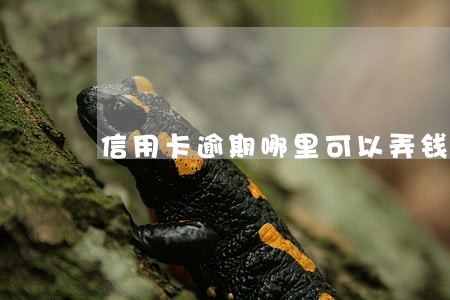 信用卡逾期哪里可以弄钱 信用卡逾期哪里可以弄钱