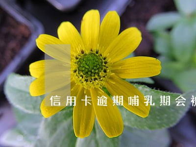 信用卡逾期哺乳期会被拘留么 信用卡逾期哺乳期会被拘留么