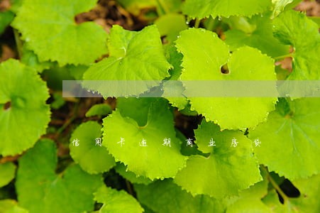 信用卡逾期商业房贷 信用卡逾期商业房贷