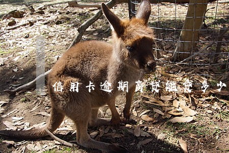 信用卡逾期商贷能贷多少 信用卡逾期商贷能贷多少