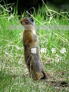 信用卡逾期商转公