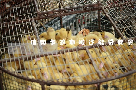 信用卡逾期啦还能贷款买车吗 信用卡逾期啦还能贷款买车吗