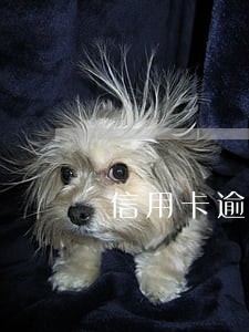 信用卡逾期喊还全款 信用卡逾期喊还全款