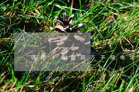 信用卡逾期四万不接电话 信用卡逾期四万不接电话