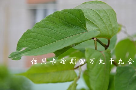 信用卡逾期四万九千九会判刑吗 信用卡逾期四万九千九会判刑吗