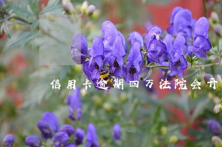 信用卡逾期四万法院会开庭吗 信用卡逾期四万法院会开庭吗