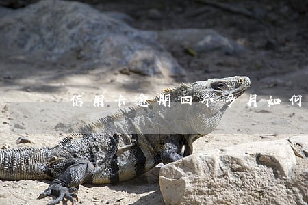 信用卡逾期四个多月如何补救 信用卡逾期四个多月如何补救