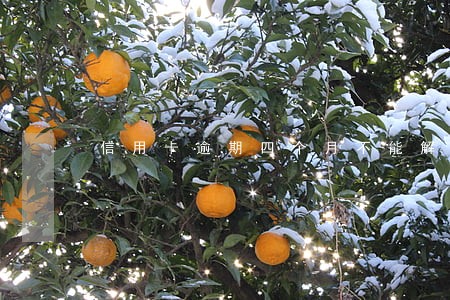 信用卡逾期四个月不能解冻吗
