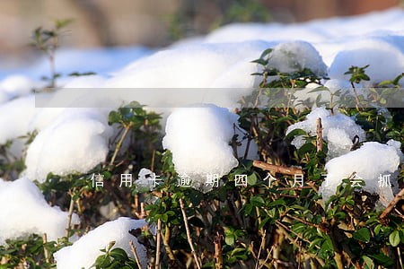 信用卡逾期四个月了会抓人吗 信用卡逾期四个月了会抓人吗