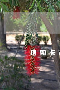 信用卡逾期四个月了怎么还 信用卡逾期四个月了怎么还