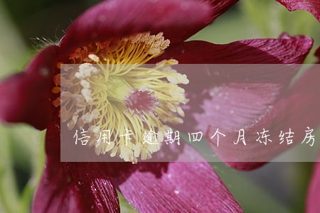信用卡逾期四个月冻结房子 信用卡逾期四个月冻结房子