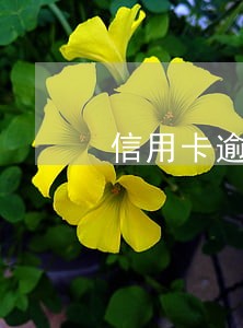 信用卡逾期四个月查不到账单 信用卡逾期四个月查不到账单