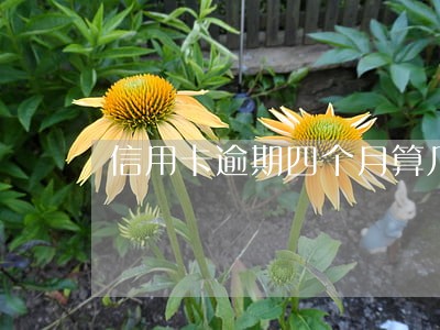 信用卡逾期四个月算几次逾期
