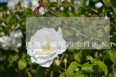 信用卡逾期四个月还不上怎么办 信用卡逾期四个月还不上怎么办