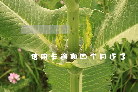 信用卡逾期四个月还了