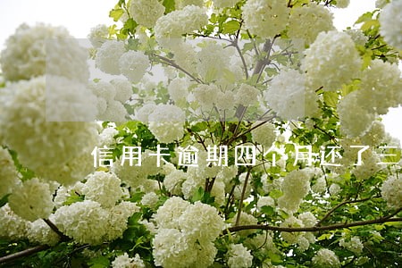 信用卡逾期四个月还了三千 信用卡逾期四个月还了三千