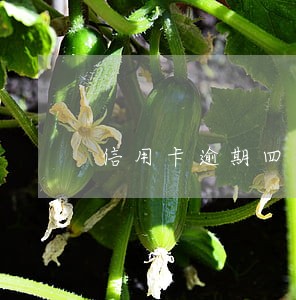 信用卡逾期四个月还了还能贷款吗 信用卡逾期四个月还了还能贷款吗