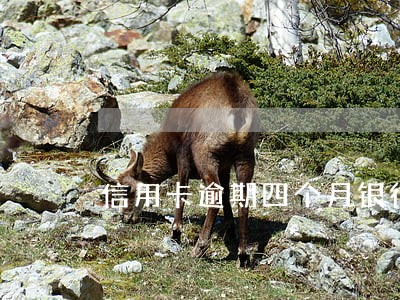 信用卡逾期四个月银行不追究