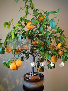 信用卡逾期四五天会怎么样 信用卡逾期四五天会怎么样