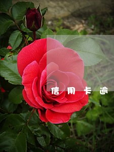信用卡逾期四五天可以最低还款吗 信用卡逾期四五天可以最低还款吗
