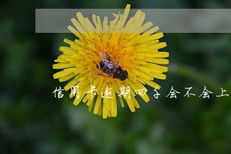 信用卡逾期四千会不会上征信 信用卡逾期四千会不会上征信