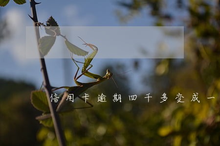 信用卡逾期四千多变成一万