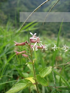 信用卡逾期四天会上征信吗民生 信用卡逾期四天会上征信吗民生