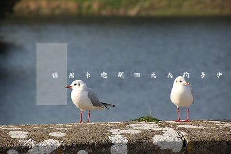 信用卡逾期四天大约多少钱 信用卡逾期四天大约多少钱