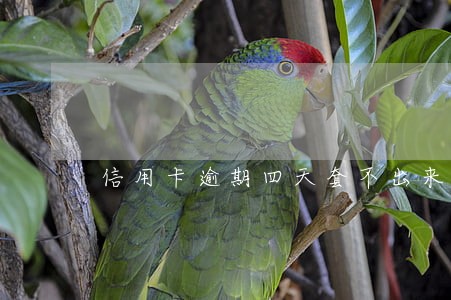 信用卡逾期四天套不出来了 信用卡逾期四天套不出来了