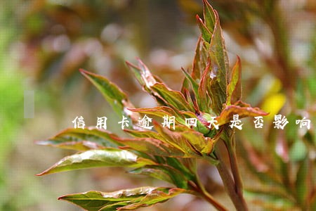信用卡逾期四天是否影响贷款 信用卡逾期四天是否影响贷款