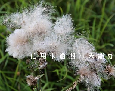 信用卡逾期四天能办卡吗 信用卡逾期四天能办卡吗