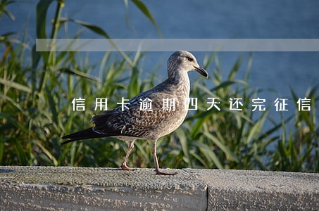 信用卡逾期四天还完征信更新 信用卡逾期四天还完征信更新