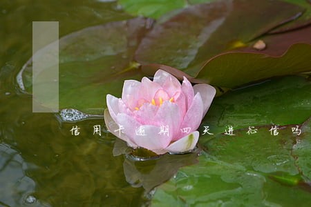 信用卡逾期四天进征信吗
