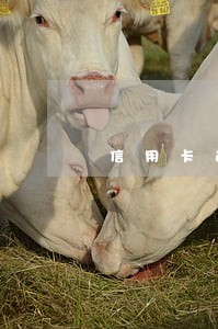 信用卡逾期四家欠款10万一年 信用卡逾期四家欠款10万一年