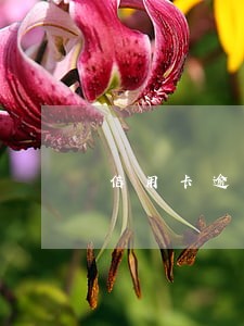 信用卡逾期四年不想还利息