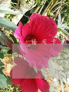 信用卡逾期四年怎么分期还 信用卡逾期四年怎么分期还