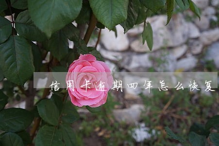 信用卡逾期四年怎么恢复 信用卡逾期四年怎么恢复