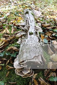 信用卡逾期四招补救方法