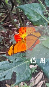 信用卡逾期四次办理房贷 信用卡逾期四次办理房贷