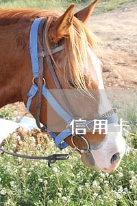 信用卡逾期四次房贷 信用卡逾期四次房贷