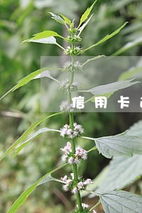 信用卡逾期四次还能贷款吗 信用卡逾期四次还能贷款吗